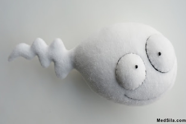 Схематическое изображение сперматозоида